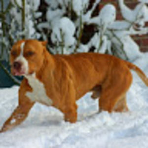 Meet your Posher, Beau